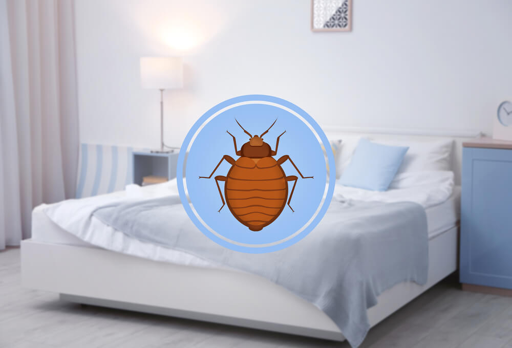 can bed bugs live in tempurpedic mattresses
